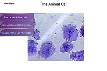 Animal Cell Slide